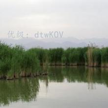 赸