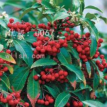 չ滮